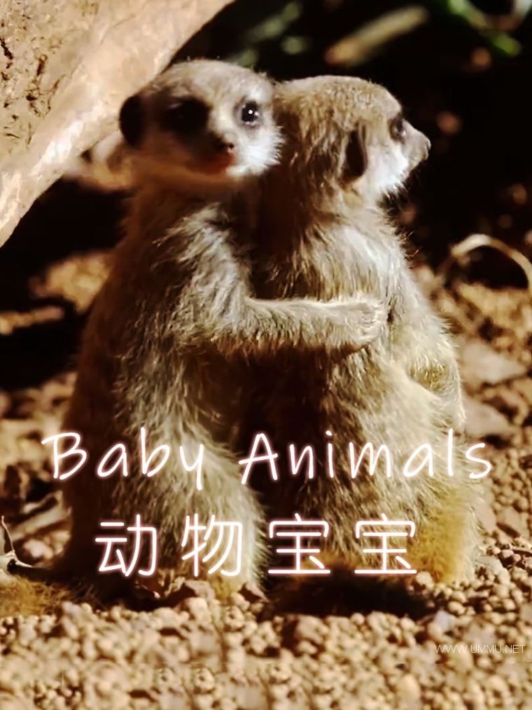 野生动物幼崽纪录片图片
