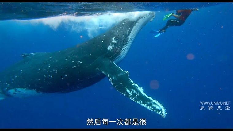 纪录片《男人与他的海 Whale Island 2020》