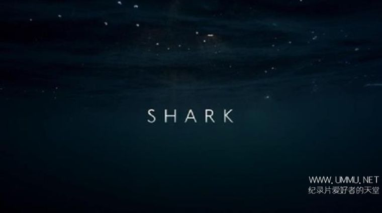 碧海狂鲨 SHARK