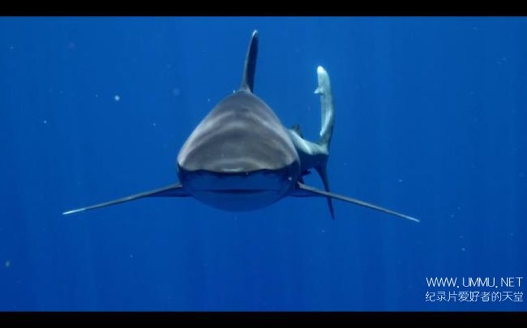 碧海狂鲨 SHARK