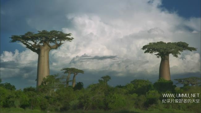 BBC纪录片《马达加斯加 Madagascar