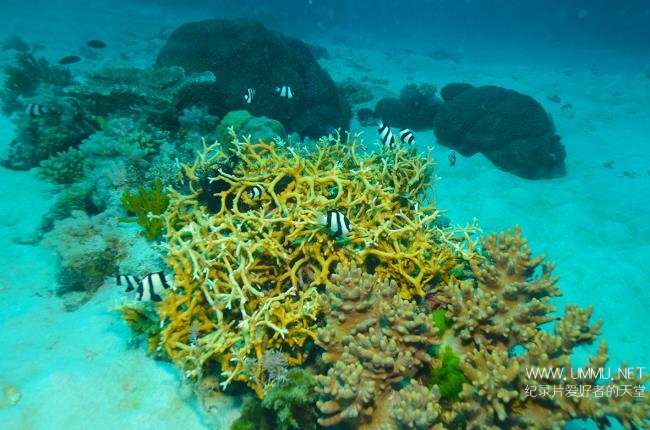 BBC纪录片《与大卫·爱登堡畅游大堡礁 Great Barrier Reef with David Attenborough》