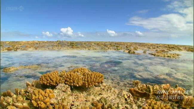BBC纪录片 海洋天堂大堡礁 Great Barrier Reef 