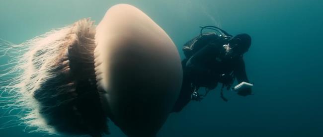 BBC纪录片 向深海出发 Oceans