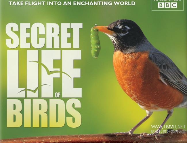 BBC纪录片《鸟类的秘密生活 The Secret Life of Birds》